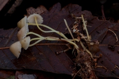 Mycena epipterygia - Yellowleg Bonnet, Clumber Park, Notts.