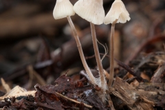 Mycena flavescens, Lound, Notts.