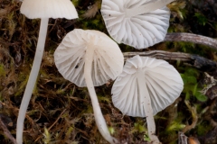 Mycena flavoalba, Lound, Notts.