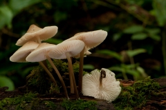 Mycena galericulata, Anston Stones Wood.