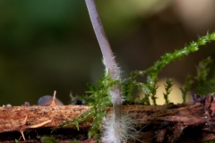 Mycena galopus - Milking Bonnet, Whitwell Wood, Derbyshire.