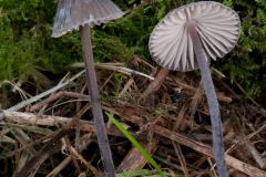 Mycena galopus - Milking Bonnet, Treswell Wood, Notts.