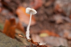 Mycena galopus - Milking Bonnet, Clumber Park NT, Notts.