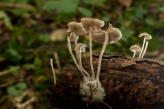 Mycena galopus var candida - White Milking Bonnet, Anston Stones Wood.