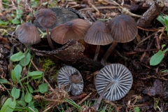 Mycena galopus var nigra, Clumber Park, Notts.