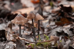 Mycena galopus var nigra - Black Milking Bonnet, Clumber Park, Notts.