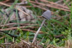 Mycena galopus var nigra - Black Milking Bonnet, Clumber Park, Notts.