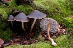 Mycena inclinata - Clustered Bonnet, Clumber Park, Notts.