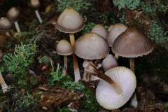 Mycena inclinata - Clustered Bonnet, Clumber Park, Notts.