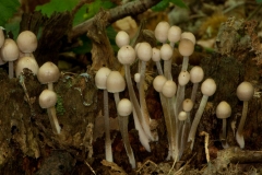 Mycena inclinata - Clustered Bonnet, Clumber Park, Notts.