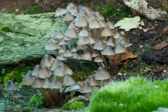 Mycena inclinata - Clustered Bonnet, Chatsworth Park, Derbyshire.