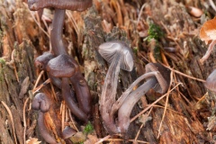 Mycena leptocephala – Nitrous Bonnet, Sherwood Forest, Notts.