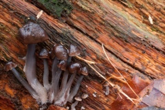 Mycena leptocephala – Nitrous Bonnet, Sherwood Forest, Notts.