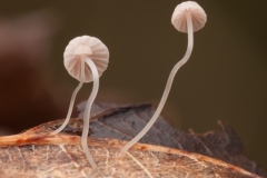 Mycena pterigena,