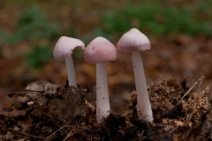 Mycena pura, Clumber Park, Notts.