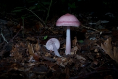 Mycena pura, Lindrick Dale.