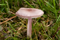 Mycena pura - Lilac Bonnet, Clumber Park, Notts.