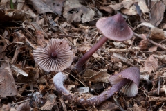 Mycena purpureofusca, Clumber Park, Notts.