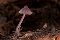 Mycena purpureofusca, Clumber Park, Notts