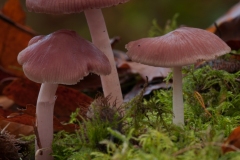 Mycena rosea, Sherwood Pines, Notts.