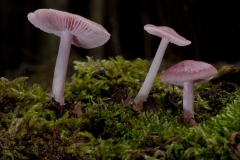 Mycena rosea, Sherwood Pines, Notts.