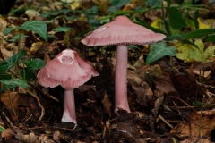 Mycena rosea, Sherwood Pines, Notts.