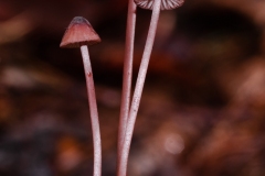 Mycena sanguinolenta - Bleeding Bonnet, Eckington Wood, Derbyshire.