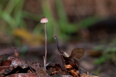 Mycena sanguinolenta - Bleeding Bonnet, Eckington Wood, Derbyshire.