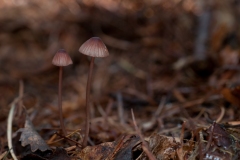 Mycena sanguinolenta - Bleeding Bonnet, Eckington Wood, Derbyshire.