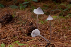 Mycena vitilis - Snapping Bonnet, Sherwood Pines, Notts.