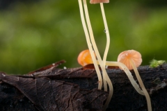 Mycena acicula - Orange Bonnet, Lound Notts.