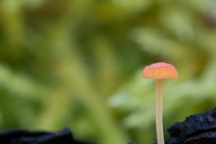 Mycena acicula - Orange Bonnet, Hardwick Hall, Derbyshire.