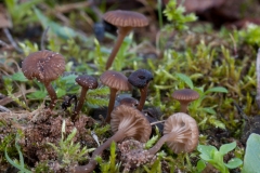 Omphalina griseiphallida, Lound, Notts.