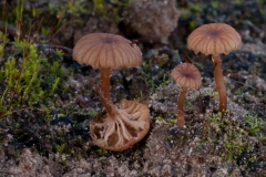 Omphalina pyxidata, Lound, Notts.