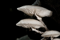 Oudemansiella mucida - Porcelain fungus, Clumber Park NT, Notts.