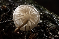 Oudemansiella mucida - Porcelain fungus, Clumber Park NT, Notts.