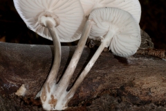 Oudemansiella mucida - Porcelain fungus, Clumber Park NT, Notts.