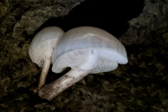 Oudemansiella mucida - Porcelain fungus, Clumber Park NT, Notts.