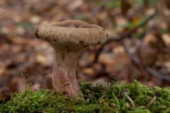 Paxillus involutus - Brown Rollrim, Clumber Park NT, Notts.