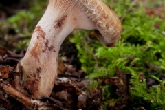 Paxillus involutus - Brown Rollrim, Wadsly & Loxley Common, Sheffield.