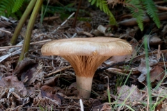 Paxillus involutus - Brown Rollrim, Budby Common, Notts.