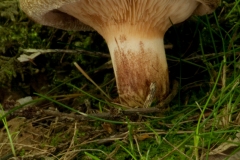 Paxillus involutus - Brown Rollrim, Clumber Park, Notts.