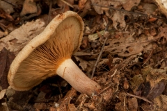 Paxillus involutus - Brown Rollrim, Clumber Park, Notts.