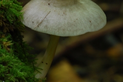 Pluteus salicinus, Anston Stones Wood.