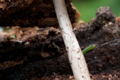 Pluteus cervinus - Deer Shield, Clumber Park NT, Notts.