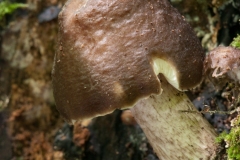 Pluteus cervinus - Deer Shield, Anston Stones Wood.