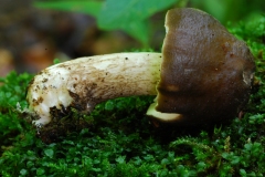 Pluteus cervinus - Deer Shield, Anston Stones Wood.