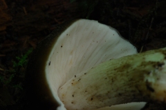 Pluteus cervinus - Deer Shield, Anston Stones Wood. Photo by Les Coe