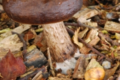 Pluteus cervinus - Deer Shield, Sherwood Forest, Notts.