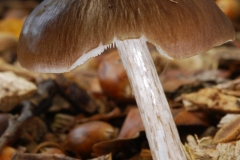 Pluteus cervinus - Deer Shield, Sherwood Forest, Notts.